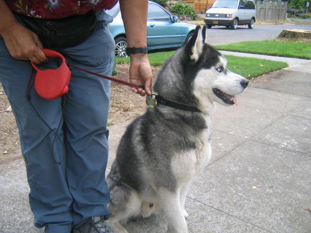 Siberian Husky
